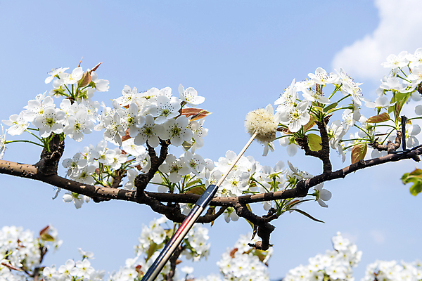 포토 JPG 하늘 사람없음 야외 막대기 과수원 솜 원예 배꽃 배나무 수분_꽃가루 인공수분 국내포토 나무 꽃 농업 취미 파일형식