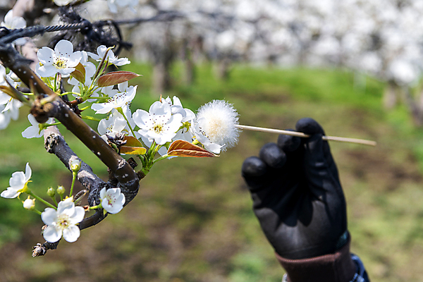 포토 JPG 손 장갑 밭 들기 근접촬영 야외 아웃포커스 신체부위 막대기 과수원 솜 배꽃 배나무 수분_꽃가루 인공수분 국내포토 나무 잡화 꽃 뷰포인트 농업 모션 촬영기법 사람 파일형식