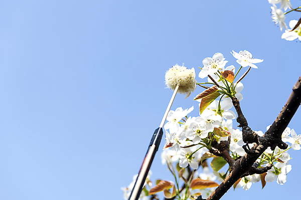 포토 JPG 하늘 사람없음 야외 막대기 과수원 솜 배꽃 배나무 수분_꽃가루 인공수분 국내포토 나무 꽃 농업 파일형식
