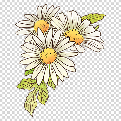 편집이미지 잎 누끼 사람없음 봄 흰색 데이지 PNG 식물 계절 꽃 컬러 파일형식