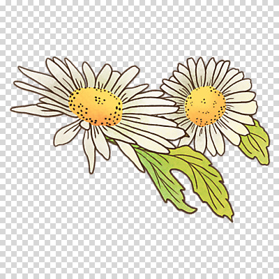 편집이미지 잎 누끼 사람없음 봄 흰색 데이지 PNG 식물 계절 꽃 컬러 파일형식