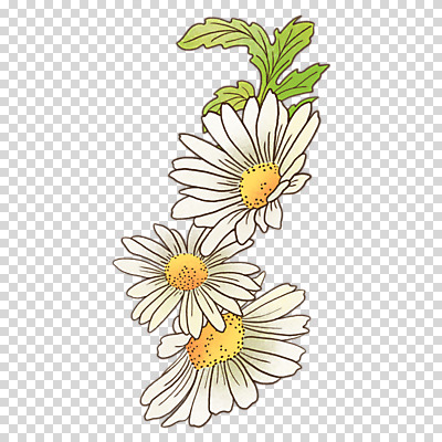 편집이미지 잎 누끼 사람없음 봄 흰색 데이지 PNG 식물 계절 꽃 컬러 파일형식