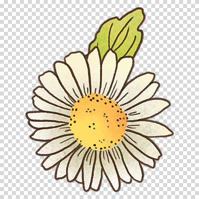 편집이미지 잎 누끼 사람없음 봄 흰색 데이지 PNG 식물 계절 꽃 컬러 파일형식