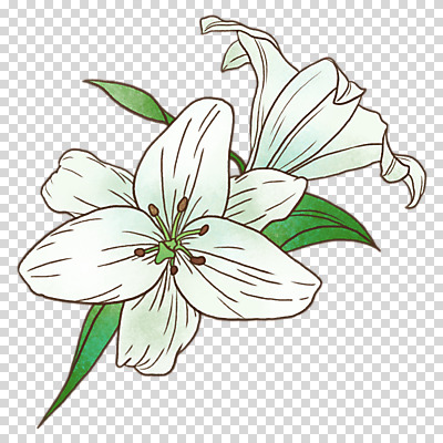 편집이미지 잎 누끼 사람없음 봄 흰색 백합 PNG 식물 계절 꽃 컬러 파일형식