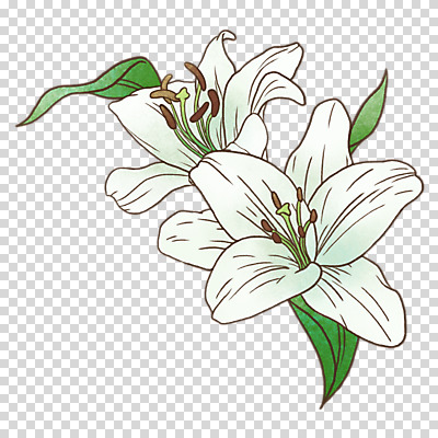 편집이미지 잎 누끼 사람없음 봄 흰색 백합 PNG 식물 계절 꽃 컬러 파일형식