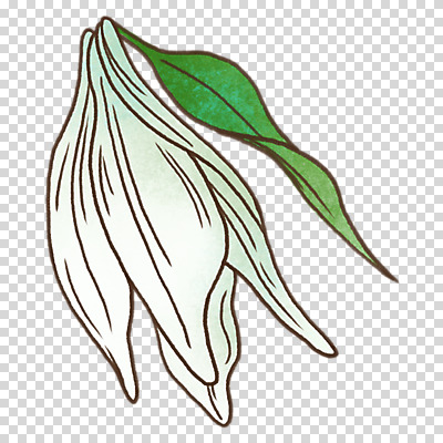 편집이미지 잎 누끼 사람없음 봄 흰색 백합 PNG 식물 계절 꽃 컬러 파일형식