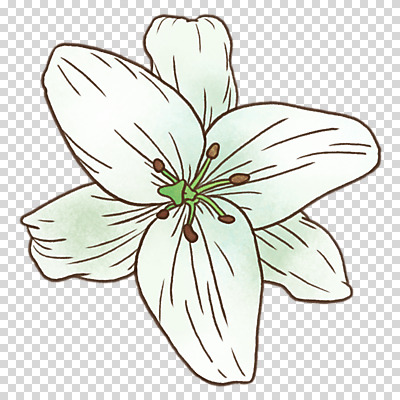 편집이미지 누끼 사람없음 봄 흰색 백합 PNG 계절 꽃 컬러 파일형식