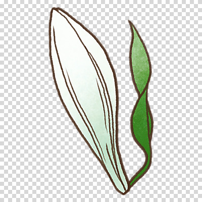 편집이미지 잎 누끼 사람없음 봄 흰색 백합 PNG 식물 계절 꽃 컬러 파일형식