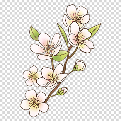 편집이미지 잎 누끼 사람없음 봄 벚꽃 나뭇가지 PNG 나무 식물 계절 꽃 파일형식