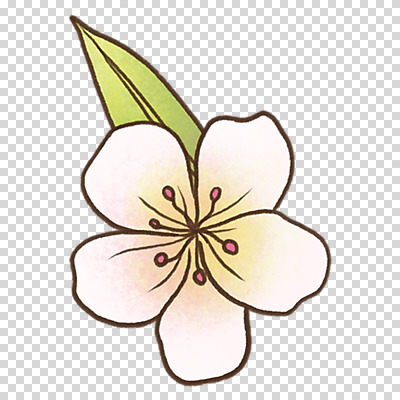 편집이미지 잎 누끼 사람없음 봄 벚꽃 PNG 식물 계절 꽃 파일형식