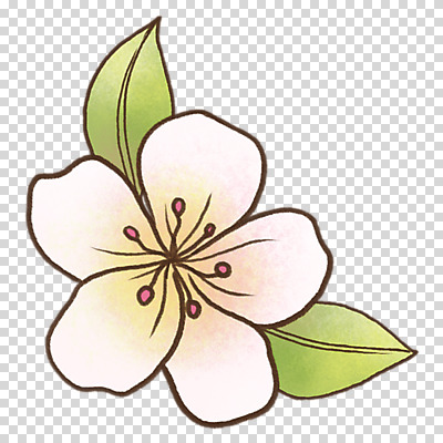 편집이미지 잎 누끼 사람없음 봄 벚꽃 PNG 식물 계절 꽃 파일형식