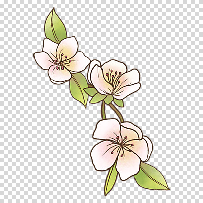 편집이미지 잎 누끼 사람없음 봄 벚꽃 나뭇가지 PNG 나무 식물 계절 꽃 파일형식