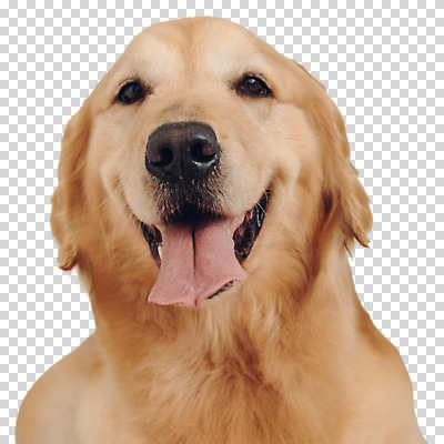 편집이미지 한마리 누끼 사람없음 골든리트리버 강아지 메롱 PNG 1 모션 반려동물 개 리트리버 파일형식