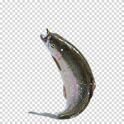편집이미지 한마리 겨울 낚시 누끼 물방울 낚싯바늘 PNG 송어 1 계절 레저 어류 낚시용품 파일형식