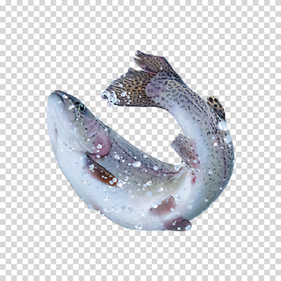 편집이미지 한마리 겨울 누끼 사람없음 물방울 PNG 송어 1 계절 어류 파일형식