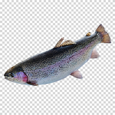 편집이미지 한마리 겨울 누끼 사람없음 PNG 송어 1 계절 어류 파일형식
