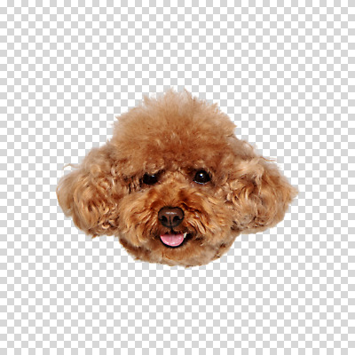편집이미지 한마리 얼굴 누끼 사람없음 푸들 PNG 1 신체부위 개 파일형식