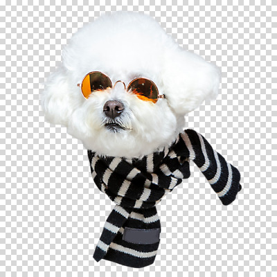 편집이미지 한마리 얼굴 누끼 사람없음 선글라스 목도리 PNG 비숑프리제 1 잡화 안경 신체부위 개 파일형식