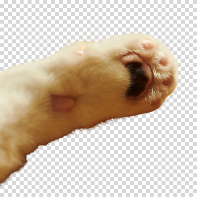 편집이미지 털 누끼 사람없음 고양이 발바닥 PNG 포유류 발 반려동물 파일형식