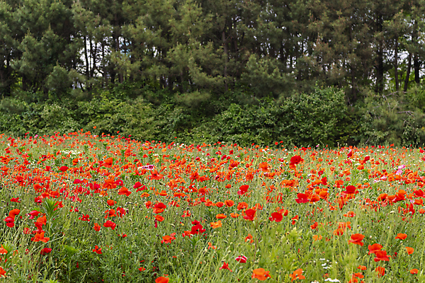 포토 JPG 주간 나무 여름꽃 자연 사람없음 야외 빨간색 풀 편안함 양귀비 국내포토 자연요소 식물 꽃 컬러 감각 생태계 파일형식 여름_계절