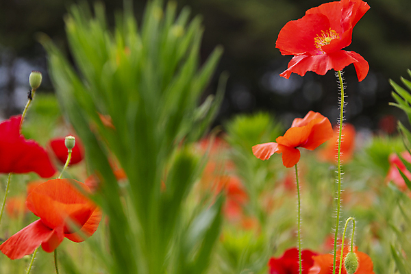 포토 JPG 주간 여름꽃 자연 근접촬영 사람없음 야외 아웃포커스 빨간색 풀 소프트포커스 편안함 양귀비 국내포토 자연요소 식물 꽃 뷰포인트 컬러 촬영기법 감각 생태계 파일형식 여름_계절