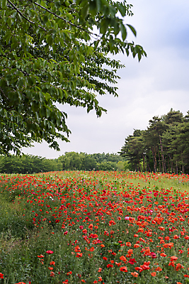 포토 JPG 주간 나무 여름꽃 자연 하늘 사람없음 야외 빨간색 풀 편안함 양귀비 국내포토 자연요소 식물 꽃 컬러 감각 생태계 파일형식 여름_계절