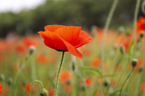 포토 JPG 주간 여름꽃 자연 근접촬영 사람없음 야외 아웃포커스 빨간색 풀 편안함 양귀비 국내포토 자연요소 식물 꽃 뷰포인트 컬러 촬영기법 감각 생태계 파일형식 여름_계절