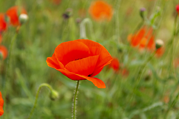포토 JPG 주간 여름꽃 자연 근접촬영 사람없음 야외 아웃포커스 빨간색 풀 편안함 양귀비 국내포토 자연요소 식물 꽃 뷰포인트 컬러 촬영기법 감각 생태계 파일형식 여름_계절