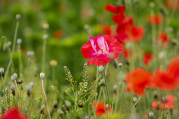 포토 JPG 주간 여름꽃 자연 근접촬영 사람없음 야외 아웃포커스 빨간색 풀 편안함 양귀비 국내포토 자연요소 식물 꽃 뷰포인트 컬러 촬영기법 감각 생태계 파일형식 여름_계절
