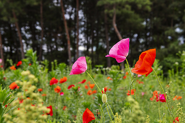포토 JPG 주간 여름꽃 자연 사람없음 야외 아웃포커스 빨간색 풀 편안함 양귀비 국내포토 자연요소 식물 꽃 컬러 촬영기법 감각 생태계 파일형식 여름_계절