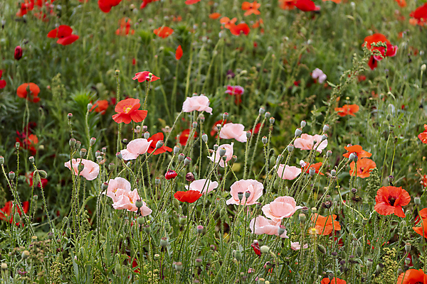 포토 JPG 주간 분홍색 여름꽃 자연 사람없음 야외 빨간색 풀 편안함 양귀비 국내포토 자연요소 식물 꽃 컬러 감각 생태계 파일형식 여름_계절