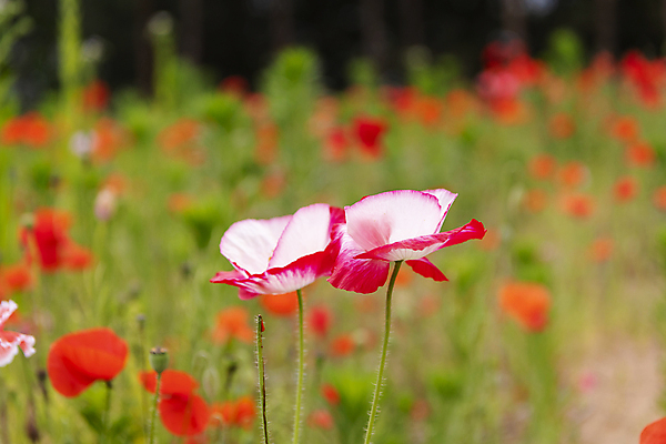 포토 JPG 주간 여름꽃 자연 근접촬영 사람없음 야외 아웃포커스 빨간색 풀 편안함 양귀비 국내포토 자연요소 식물 꽃 뷰포인트 컬러 촬영기법 감각 생태계 파일형식 여름_계절