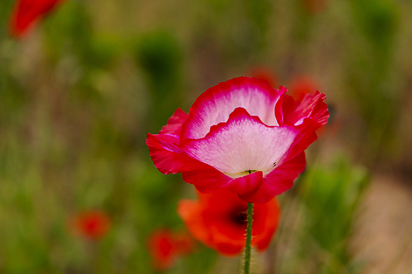 포토 JPG 주간 여름꽃 자연 근접촬영 사람없음 야외 아웃포커스 빨간색 풀 편안함 양귀비 국내포토 자연요소 식물 꽃 뷰포인트 컬러 촬영기법 감각 생태계 파일형식 여름_계절
