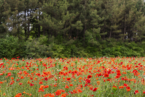 포토 JPG 주간 나무 여름꽃 자연 사람없음 야외 아웃포커스 빨간색 풀 편안함 양귀비 국내포토 자연요소 식물 꽃 컬러 촬영기법 감각 생태계 파일형식 여름_계절