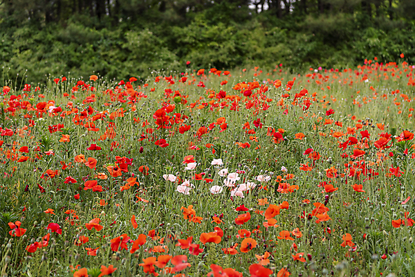 포토 JPG 주간 분홍색 여름꽃 자연 사람없음 야외 아웃포커스 빨간색 풀 편안함 양귀비 국내포토 자연요소 식물 꽃 컬러 촬영기법 감각 생태계 파일형식 여름_계절