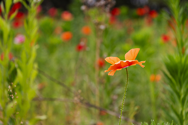 포토 JPG 주간 여름꽃 자연 근접촬영 사람없음 야외 아웃포커스 빨간색 풀 편안함 양귀비 국내포토 자연요소 식물 꽃 뷰포인트 컬러 촬영기법 감각 생태계 파일형식 여름_계절