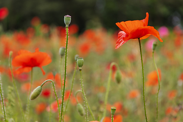 포토 JPG 주간 여름꽃 자연 근접촬영 사람없음 야외 아웃포커스 빨간색 풀 편안함 꽃봉오리 양귀비 국내포토 자연요소 식물 꽃 뷰포인트 컬러 촬영기법 감각 생태계 파일형식 여름_계절