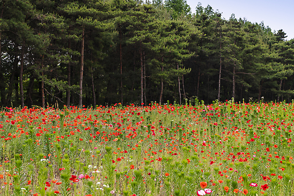 포토 JPG 주간 나무 여름꽃 자연 사람없음 야외 빨간색 풀 편안함 양귀비 국내포토 자연요소 식물 꽃 컬러 감각 생태계 파일형식 여름_계절