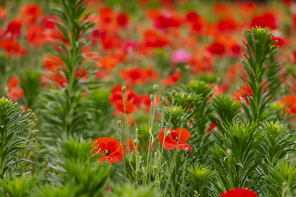 포토 JPG 주간 여름꽃 자연 근접촬영 사람없음 야외 아웃포커스 빨간색 풀 편안함 양귀비 국내포토 자연요소 식물 꽃 뷰포인트 컬러 촬영기법 감각 생태계 파일형식 여름_계절