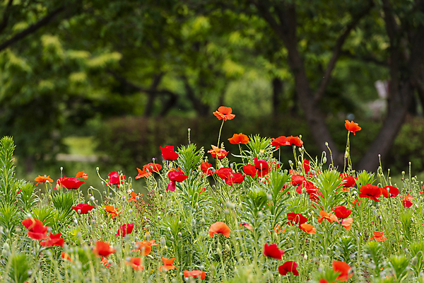 포토 JPG 주간 여름꽃 자연 사람없음 야외 아웃포커스 빨간색 풀 편안함 양귀비 국내포토 자연요소 식물 꽃 컬러 촬영기법 감각 생태계 파일형식 여름_계절