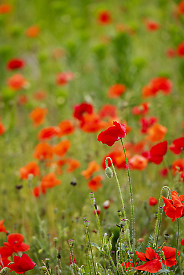 포토 JPG 주간 여름꽃 자연 사람없음 야외 아웃포커스 빨간색 풀 편안함 양귀비 국내포토 자연요소 식물 꽃 컬러 촬영기법 감각 생태계 파일형식 여름_계절