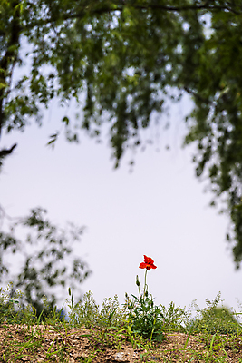 포토 JPG 주간 나무 여름꽃 자연 하늘 사람없음 야외 아웃포커스 빨간색 풀 편안함 양귀비 국내포토 자연요소 식물 꽃 컬러 촬영기법 감각 생태계 파일형식 여름_계절