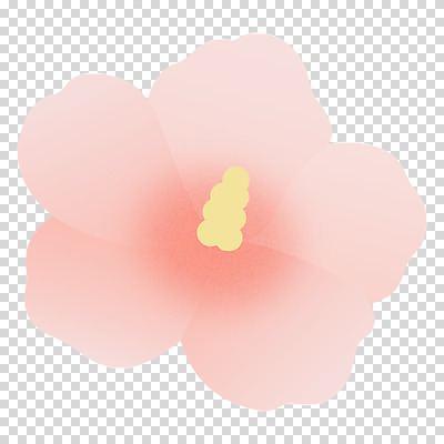 편집이미지 분홍색 누끼 사람없음 봄 무궁화 PNG 계절 꽃 컬러 파일형식