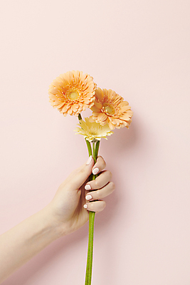 포토 JPG 스튜디오촬영 손 분홍색 실내 들기 신체부위 뷰티 네일아트 매니큐어 거베라 네일용품 국내포토 꽃 컬러 모션 사람 내부 화장품 미용용품 파일형식