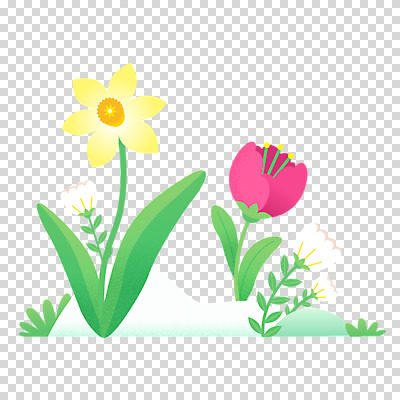 편집이미지 누끼 사람없음 봄 튤립 풀 수선화 PNG 식물 계절 꽃 파일형식