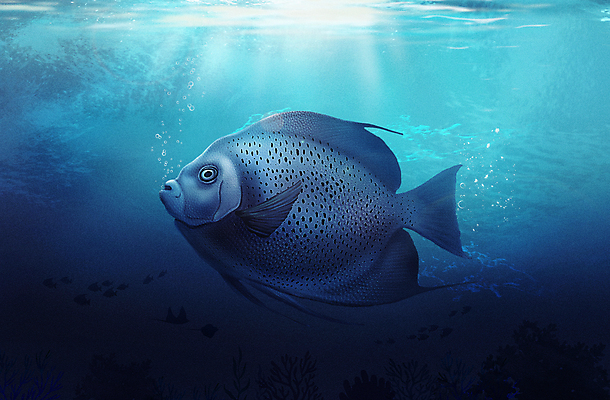 PSD 한마리 바다 일러스트 사람없음 파란색 바닷속 수중 수중동물 아쿠아리움 엔젤피쉬 국내일러스트 동물 1 컬러 어류 수족관 파일형식