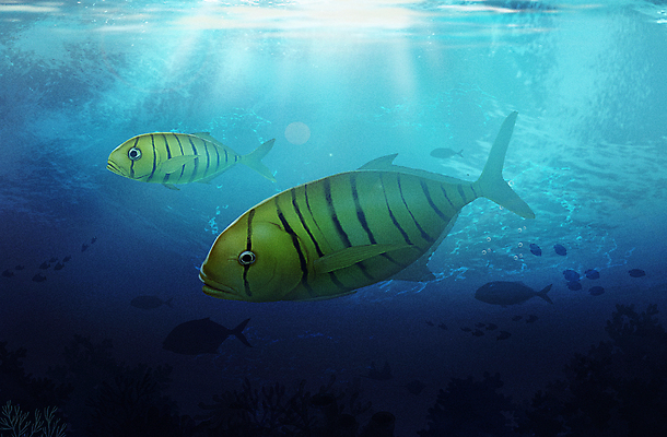 PSD 바다 두마리 일러스트 사람없음 파란색 바닷속 수중 수중동물 아쿠아리움 골든트레발리 국내일러스트 동물 컬러 2 어류 수족관 파일형식