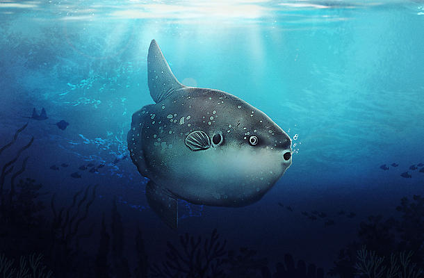 PSD 한마리 바다 일러스트 사람없음 파란색 바닷속 수중 수중동물 아쿠아리움 개복치 국내일러스트 동물 1 컬러 어류 수족관 파일형식