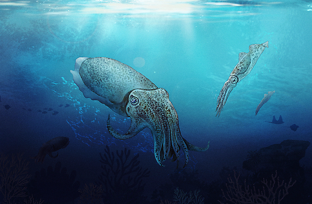 PSD 바다 두마리 일러스트 사람없음 파란색 바닷속 수중 수중동물 오징어 아쿠아리움 갑오징어 국내일러스트 동물 컬러 2 연체동물 수족관 파일형식