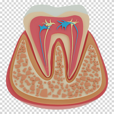 편집 편집이미지 단면 누끼 사람없음 3D소스 3D 치아 디지털합성 치아모형 PNG 편집소스 소화기관 파일형식